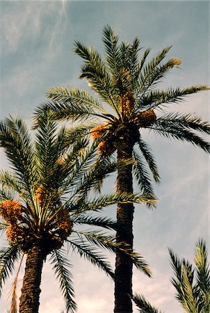 DATE PALM TREES AT SUNRISE MOROCCO Stock Photo - Rights-Managed, Code: 846-05645725