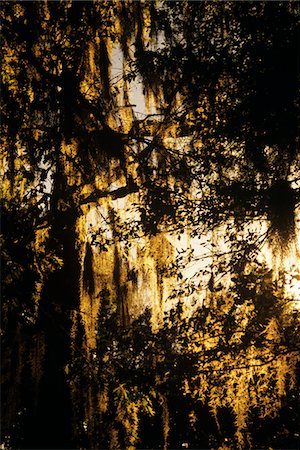 simsearch:846-05646687,k - 1990s SOUTHERN FOLIAGE SPANISH MOSS HANGING IN TREE Stock Photo - Rights-Managed, Code: 846-05645747