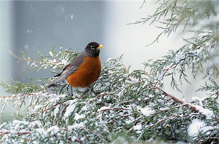 robin - 2000s FIRST ROBIN Turdus Migratorius OF SPRING ON SNOW COVERED JUNIPER BRANCH Stock Photo - Rights-Managed, Code: 846-05645832