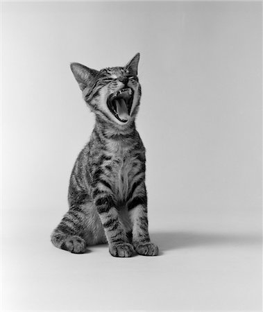 1960s KITTEN SITTING & YAWNING Stock Photo - Rights-Managed, Code: 846-05646175