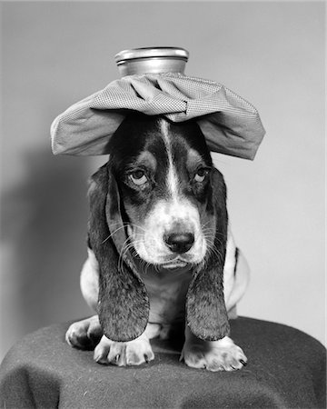 BASSETT HOUND DOG WITH ICE PACK ON HEAD Stock Photo - Rights-Managed, Code: 846-05646283