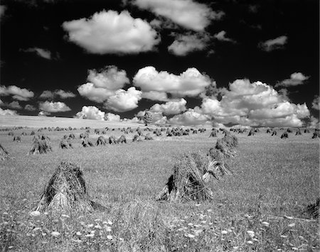 simsearch:846-03164224,k - 1950s FARM SCENE WITH STACKS OF HARVESTED WHEAT SKY WITH PUFFY CLOUDS Stock Photo - Rights-Managed, Code: 846-05646340