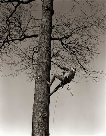 simsearch:846-05645898,k - 1940s MAN WORKER TREE SURGEON CLIMBING ELM TREE TRUNK WITH TRIM SAW PRUNING TRIMMING BRANCHES LIMBS Stock Photo - Rights-Managed, Code: 846-05646466