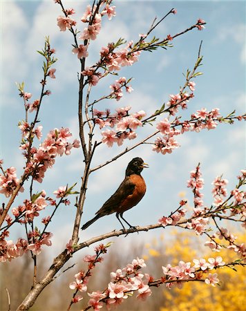robin - ROBIN PERCHED ON TREE BRANCH WITH SPRING BLOSSOMS Stock Photo - Rights-Managed, Code: 846-05646633