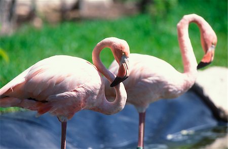 FLAMINGOS RIVIERA MAYA, MEXICO Stock Photo - Rights-Managed, Code: 846-05646675