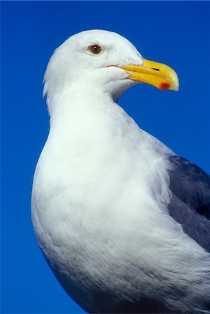 simsearch:846-05646687,k - SEA GULL IN ROCKY CREEK STATE PARK OREGON Stock Photo - Rights-Managed, Code: 846-05646688