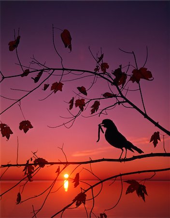 robin - 1980s ROBIN Turdus migratorius WITH WORM IN TREE SILHOUETTE EARLY BIRD GETS THE WORM Stock Photo - Rights-Managed, Code: 846-05646710