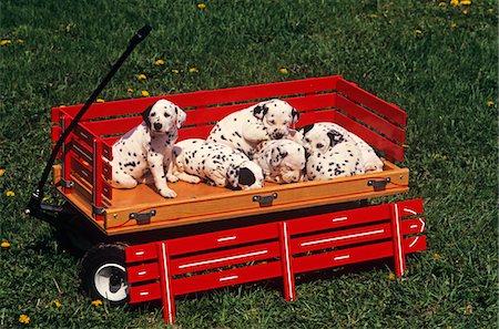 1990s SIX CUTE DALMATIAN PUPPY DOGS IN RED WAGON Stock Photo - Rights-Managed, Code: 846-05646824