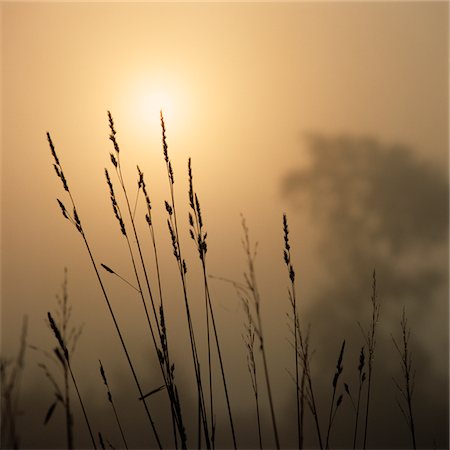 simsearch:846-05646687,k - 1990s FOG AND GRASS AT SUNRISE Stock Photo - Rights-Managed, Code: 846-05646879