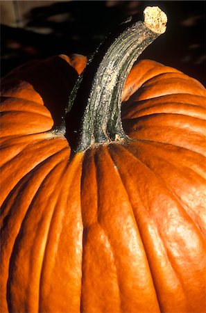 simsearch:846-03164224,k - AUTUMN HARVEST PUMPKIN CLOSE UP Stock Photo - Rights-Managed, Code: 846-05647003