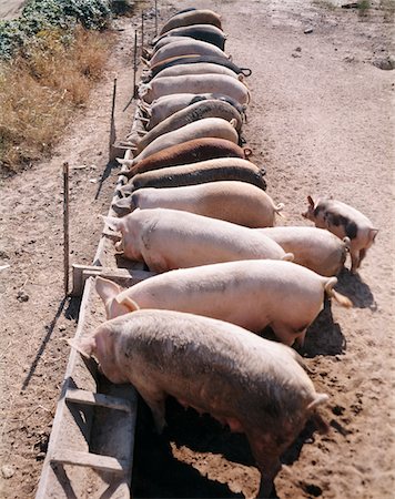 pigs eating - ROW OF PIGS FEEDING FROM TROUGH ON FARM Stock Photo - Rights-Managed, Code: 846-05647021