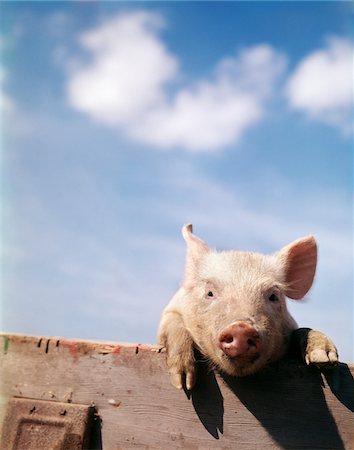 pig farm - YOUNG PIGLET LOOKING OVER FENCE Stock Photo - Rights-Managed, Code: 846-05647023