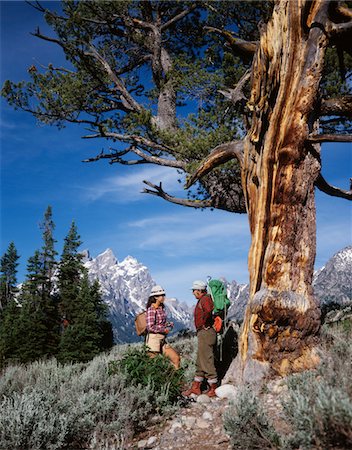 simsearch:846-02793254,k - COUPLE DE GRAND TETON NATIONAL PARK WYOMING DES ANNÉES 1970 L'HOMME RANDONNÉE FEMME DEBOUT PRÈS D'ARBRE DE PIN BLANC SOUPLE Photographie de stock - Rights-Managed, Code: 846-05647035