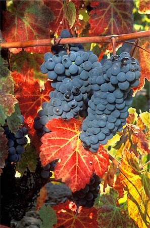 simsearch:846-03166143,k - WINE GRAPES ON VINE WITH FALL COLORED LEAVES NAPA VALLEY CALIFORNIA Stock Photo - Rights-Managed, Code: 846-05647549