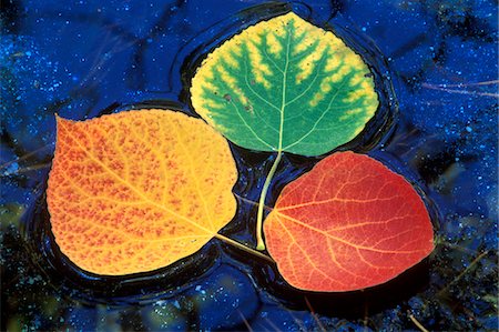 simsearch:846-02796426,k - 3 ASPEN LEAVES IN FALL COLOR ON RUSH CREEK NEAR JUNE LAKE, CALIFORNIA Stock Photo - Rights-Managed, Code: 846-05647542