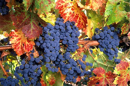 simsearch:846-03166143,k - WINE GRAPES ON VINE WITH FALL COLORED LEAVES NAPA VALLEY CALIFORNIA Stock Photo - Rights-Managed, Code: 846-05647550