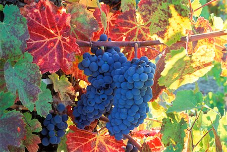 simsearch:846-05647552,k - WINE GRAPES ON VINE WITH FALL COLORED LEAVES NAPA VALLEY CALIFORNIA Stock Photo - Rights-Managed, Code: 846-05647551