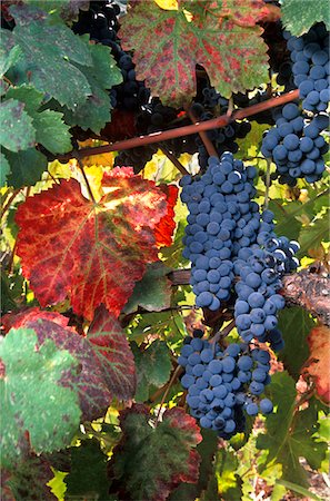 simsearch:846-05647552,k - WINE GRAPES ON VINE WITH FALL COLORED LEAVES NAPA VALLEY CALIFORNIA Stock Photo - Rights-Managed, Code: 846-05647552
