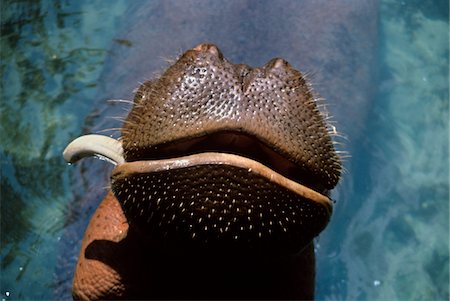 1990s CLOSE-UP OF HIPPOPOTAMUS Hippopotamus amphibius SNOUT WITH ONLY ONE TUSK AFRICA Foto de stock - Con derechos protegidos, Código: 846-05647613