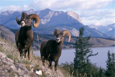 BIG HORN RAM Ovis canadensis NORTH AMERICAN USA Stock Photo - Rights-Managed, Code: 846-05647627