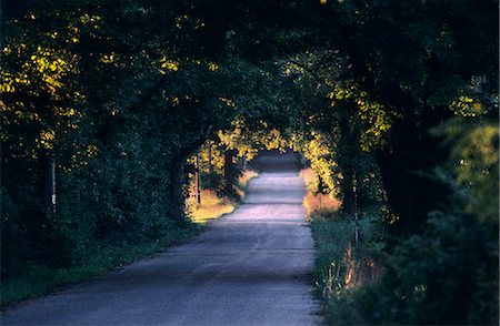 CANOPY OF TREES ON COUNTRY LANE CREAMERY ROAD NEW HOPE PENNSYLVANIA Stock Photo - Rights-Managed, Code: 846-06111742