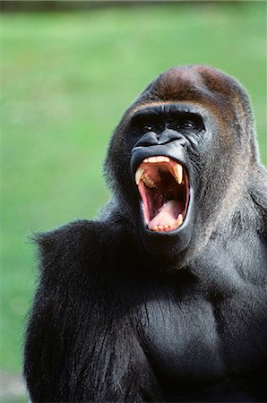 GORILLA Gorilla gorilla Afrique Photographie de stock - Rights-Managed, Code: 846-06112128