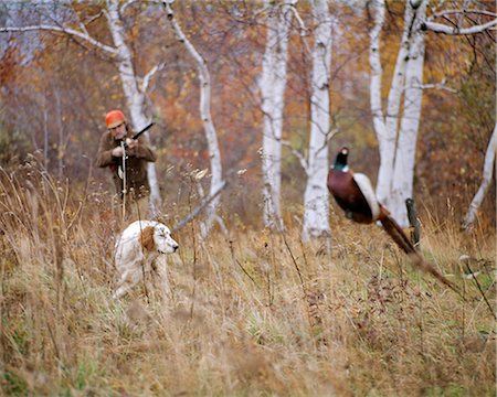 simsearch:400-08348524,k - 1960s 1970s MAN HUNTER AIMING SHOTGUN AT PHEASANT FLUSHED OUT OF BRUSH BY ENGLISH SETTER BIRD DOG IN AUTUMN LANDSCAPE Stock Photo - Rights-Managed, Code: 846-09012919