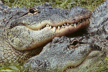 simsearch:400-05123541,k - TWO ALLIGATORS Alligator mississippiensis LOOKING AT CAMERA Stock Photo - Rights-Managed, Code: 846-09085369