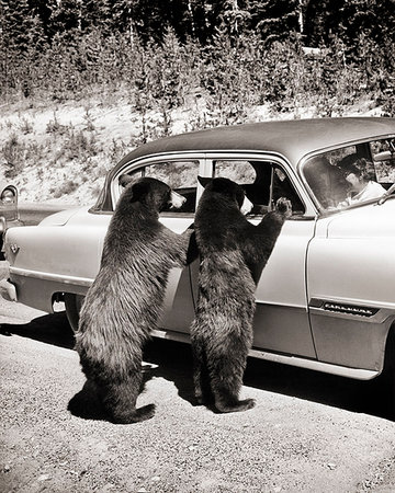 1950s TWO BLACK BEARS Ursus americanus STANDING LOOKING IN WINDOWS OF CAR YELLOWSTONE NATIONAL PARK WYOMING USA Foto de stock - Con derechos protegidos, Código: 846-09181978