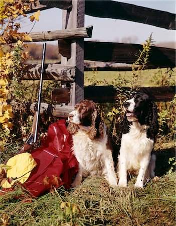 simsearch:846-02797725,k - 1960s TWO SPRINGER SPANIEL HUNTING DOGS FENCE AUTUMN HUNTING GEAR Stock Photo - Rights-Managed, Code: 846-02794165