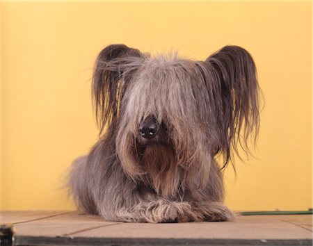 TERRIER LYING DOWN YELLOW BACKGROUND Stock Photo - Rights-Managed, Code: 846-02794174