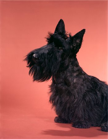 BLACK SCOTTISH TERRIER ON PINK SEAMLESS SCOT SCOTTIE SCOTCH Stock Photo - Rights-Managed, Code: 846-02794200