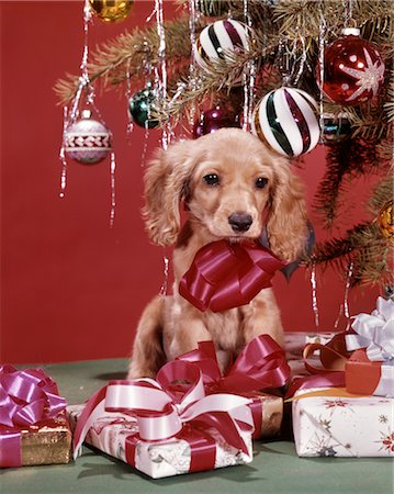 dog christmas pictures - 1960s SPANIEL DOG PUPPY WEARING A RED BOW CHRISTMAS PRESENT UNDER TREE Stock Photo - Rights-Managed, Code: 846-02795255