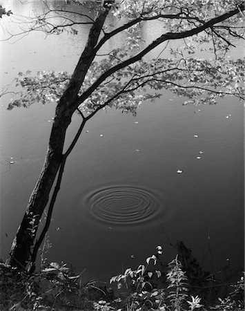 AUTUMN TREE BY BANK OF POND CONCENTRIC CIRCLES IN THE WATER RIPPLE EFFECT NATURE LEAVES Stock Photo - Rights-Managed, Code: 846-02796983