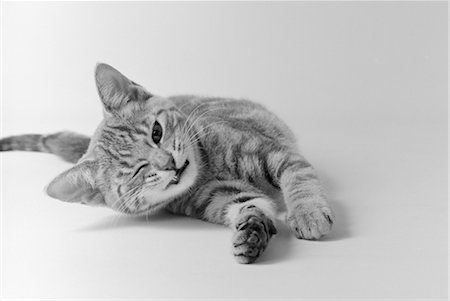 HEAD ON VIEW OF YOUNG STRIPED CAT STRETCHING OUT ON FLOOR ONE EYE CLOSED INDOOR Foto de stock - Con derechos protegidos, Código: 846-02792184