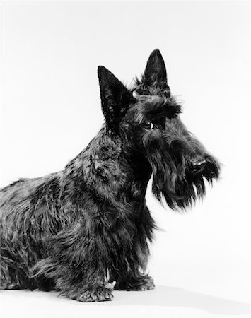 simsearch:846-02792220,k - 3 4 VIEW OF SCOTTIE WITH HEAD SLIGHTLY TILTED Stock Photo - Rights-Managed, Code: 846-02792339