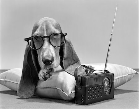 radio - BASSET HOUND WEARING EYE GLASSES ON PILLOW LISTENING TO TRANSISTOR RADIO CHARACTER Stock Photo - Rights-Managed, Code: 846-02792437