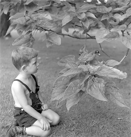 robin - 1950s SMALL BOY KNEELING IN GRASS LOOKING AT ROBIN IN TREE WITH NEST Stock Photo - Rights-Managed, Code: 846-02792476