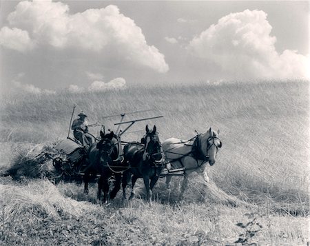 farmer in wheat field - 1920s 1930s HORSE-DRAWN WHEAT HARVESTING Stock Photo - Rights-Managed, Code: 846-02792908