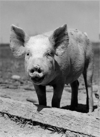 pig farm - CLOSE-UP OF CHESTER WHITE & YORKSHIRE PIG WITH RING IN NOSE Stock Photo - Rights-Managed, Code: 846-02793178