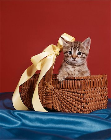 TABBY KITTEN SITTING IN BASKET WITH YELLOW RIBBON BOW Stock Photo - Rights-Managed, Code: 846-03164076