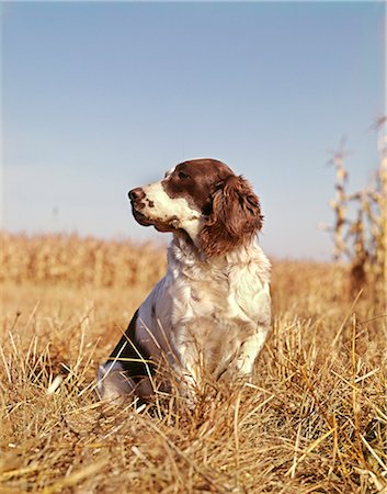 setters - 1970s SETTER HUNTING DOG IN AUTUMN FIELD Stock Photo - Rights-Managed, Code: 846-03164111