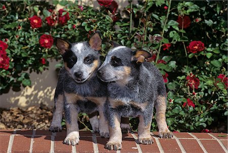 TWO AUSTRALIAN CATTLE DOG PUPPIES ON BRICK STEPS Stock Photo - Rights-Managed, Code: 846-03164166