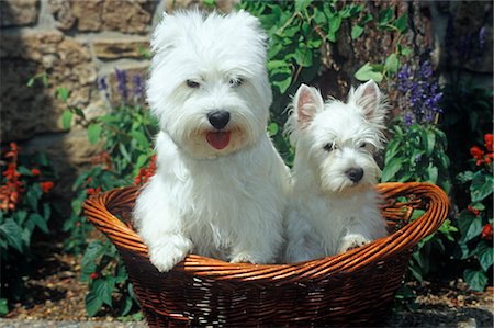 COLORADO SPRINGS WEST HIGHLAND TERRIER ADULT AND PUPPY BASKET Stock Photo - Rights-Managed, Code: 846-03164187