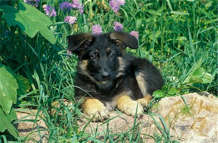 COLORADO SPRINGS GERMAN SHEPARD PUPPY ROCKS Stock Photo - Rights-Managed, Code: 846-03164188