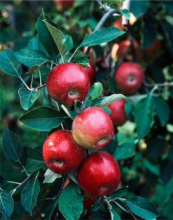 JONATHAN APPLES Stock Photo - Rights-Managed, Code: 846-03164224