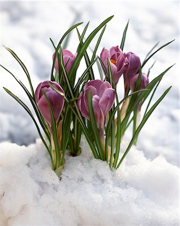 season symbols - PURPLE CROCUS BLOOM EMERGING FROM SPRING SNOW Stock Photo - Rights-Managed, Code: 846-03164256