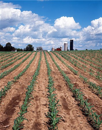 simsearch:846-03164221,k - CORNFIELD WISCONSIN Stock Photo - Rights-Managed, Code: 846-03164280