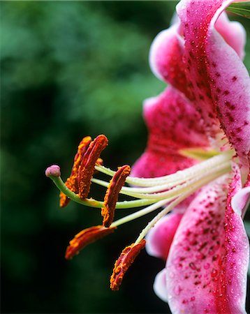 pistil - STARGAZER LILY ORIENTAL hybride PISTIL et les étamines Lilium Photographie de stock - Rights-Managed, Code: 846-03164419