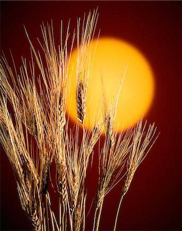 simsearch:846-03165636,k - GROUP OF WHEAT STALKS AGAINST YELLOW SUN RED BACKGROUND Stock Photo - Rights-Managed, Code: 846-03164620
